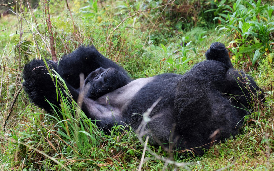Gorillas Uganda: Boss im Dschungel